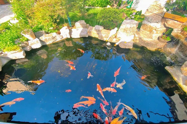 建造完整的锦鲤鱼池过滤系统需要什么设备？